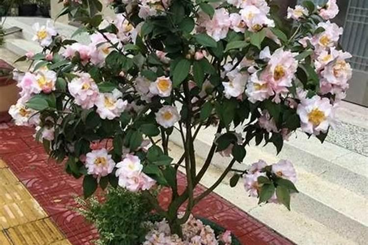 盆栽茶花的施肥方法