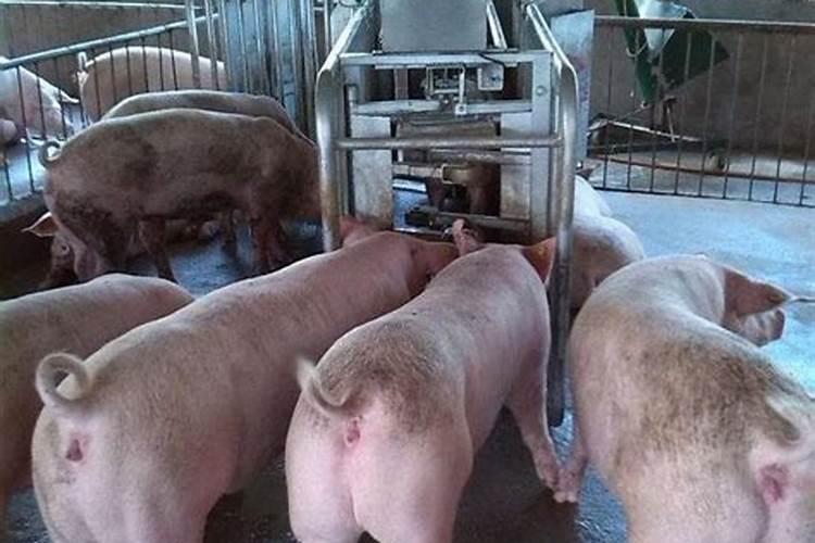 控释肥一次给多少