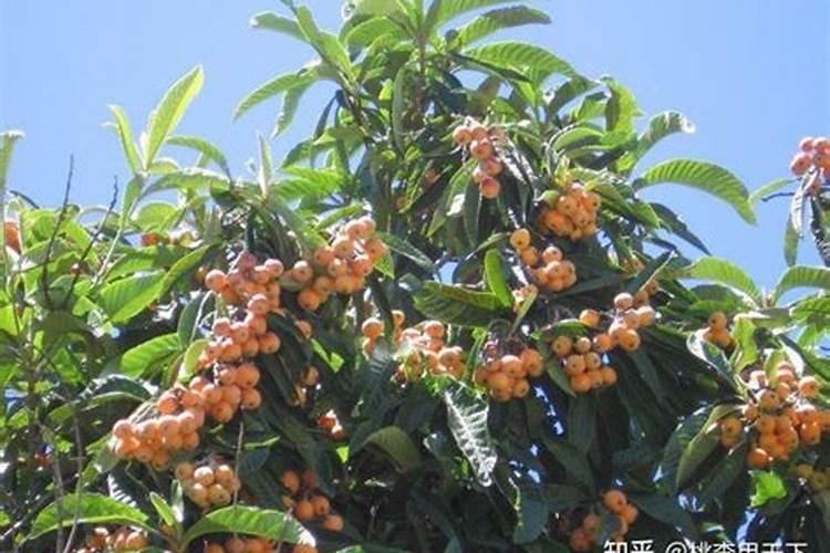 平菇注水的营养液最新配方