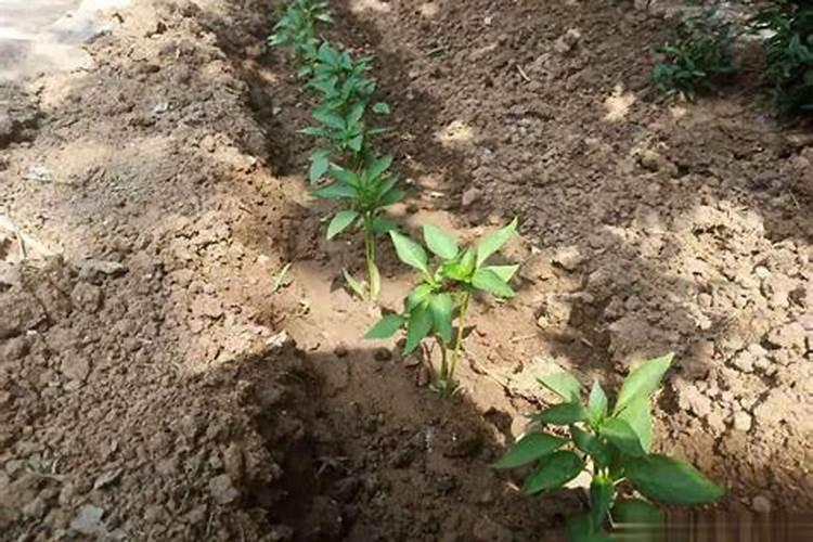 辣椒挂果期追肥用什么肥料好？辣椒保花保果使用的肥料？