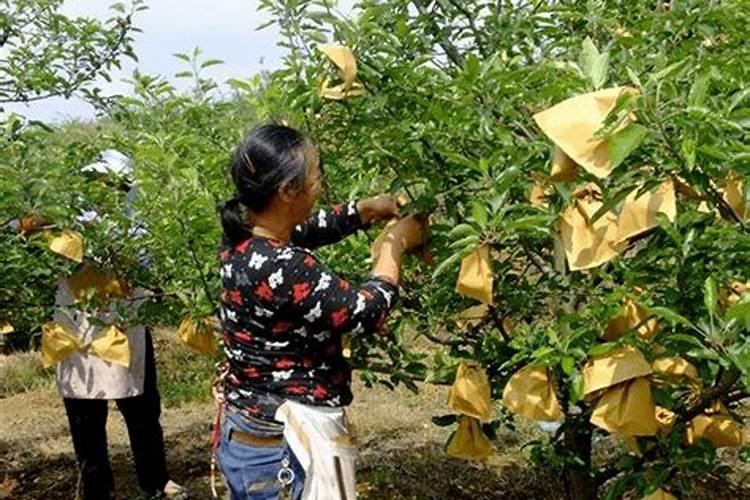 苹果套袋前打什么农药配方