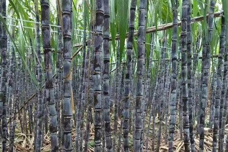 甘蔗施什么肥易长高长粗