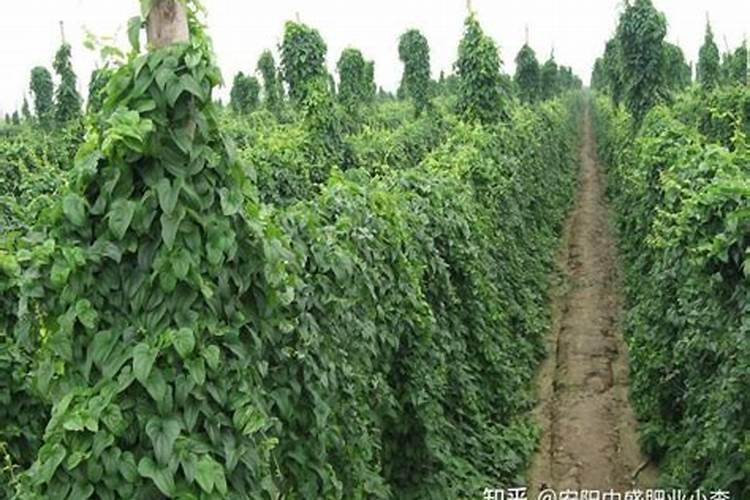 桑树用什么肥料最好