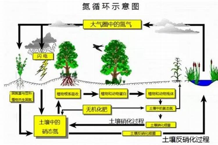 鱼蛋白肥料的功效与作用
