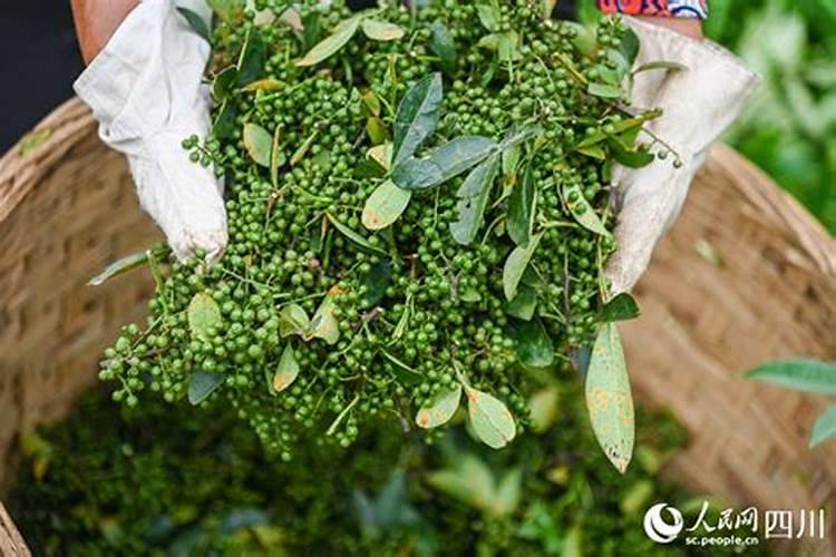 九叶青花椒苗定植施什么底肥好一点