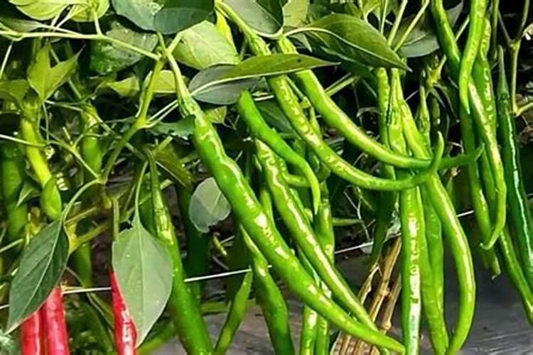 产量高质量优的辣椒栽培,都有哪些管理技巧？