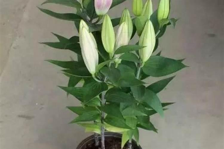 百合花期怎么施肥,百合花苞期怎么施肥