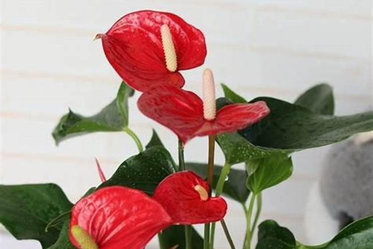 尿素可以喷施叶面肥吗