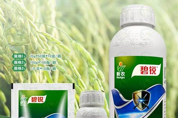 合肥:北方阴雨连绵、南方高温不断,白菜长得好包心实,离不开三个方法...