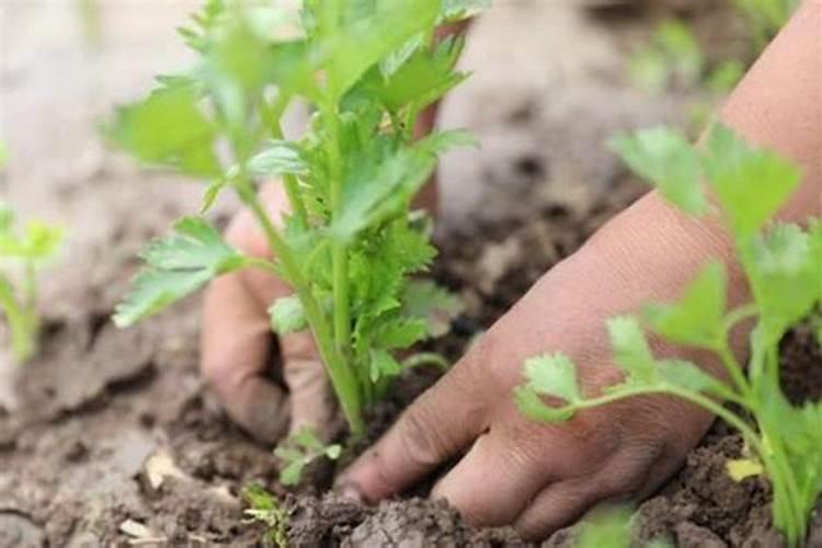 芹菜在生长期适宜施什么肥料