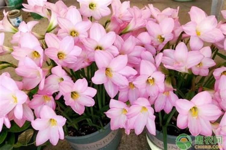 风雨兰一直装草不开花,有什么好的办法？