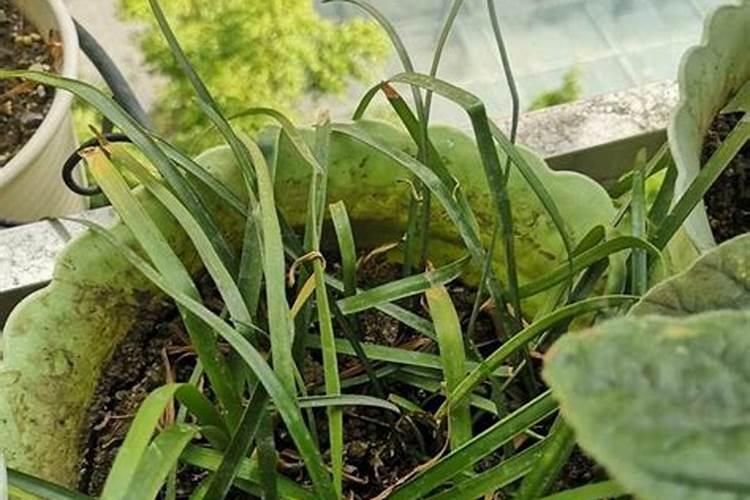 风雨兰怎么养才能爆盆