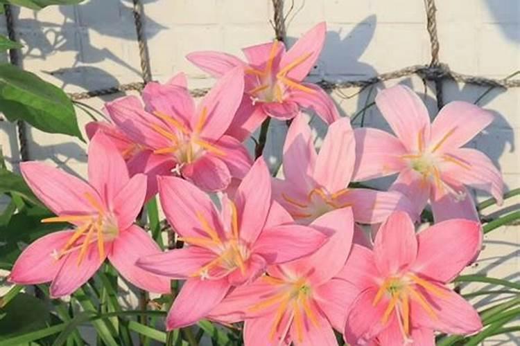 风雨兰只长叶子不开花怎么回事