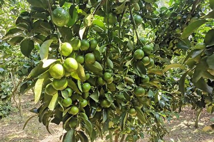 李树施肥时间和方法 李树怎么施肥比较好