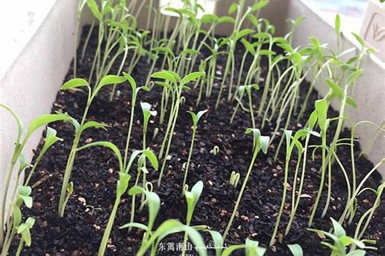 香菜叶斑病危害叶面,香菜叶斑病用什么药效果好呢？