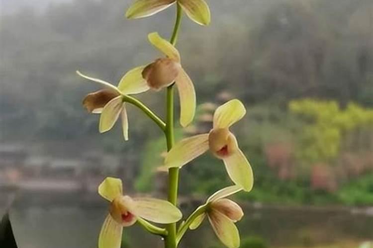 墨兰施什么肥料,墨兰什么时候可以施肥