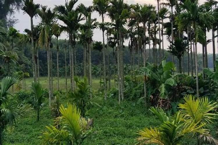 腐质酸对植物的作用是什么