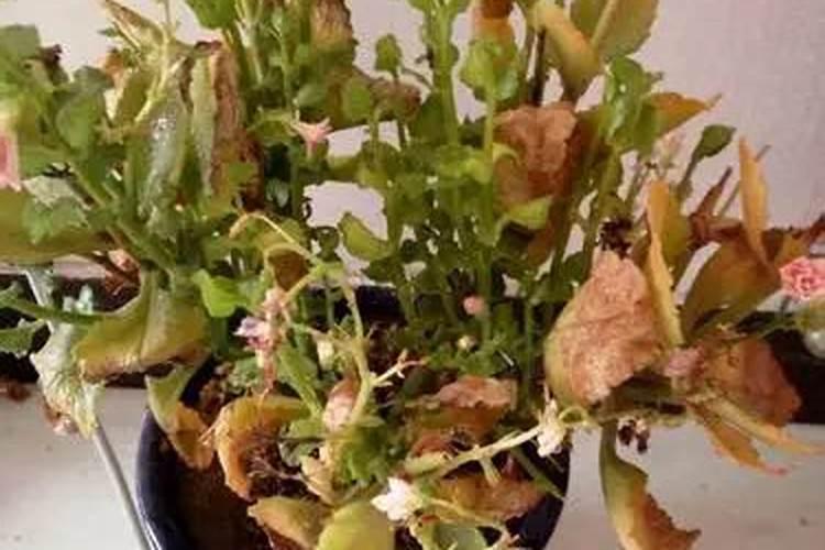 长寿花叶子发黄怎么回事 长寿花的施肥方法