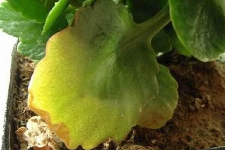 长寿花施肥方法,施肥过多的症状