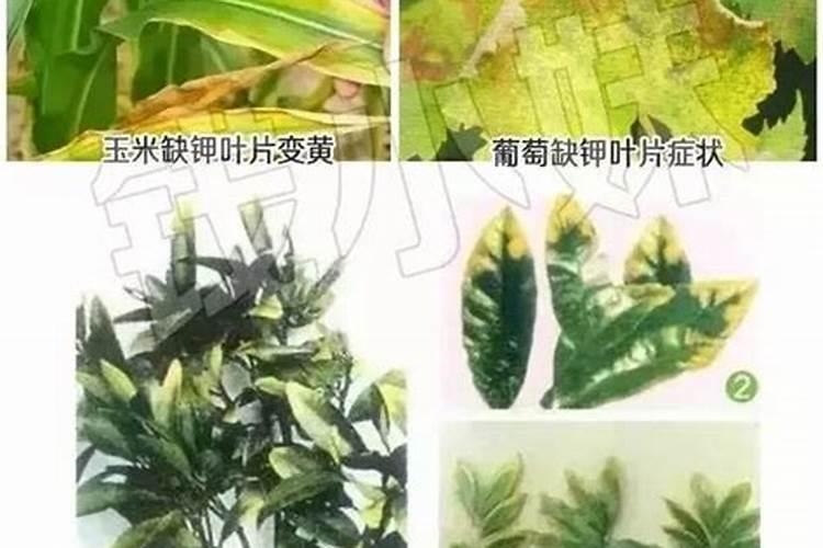 桔树叶发黄是什么原因