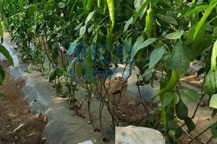 硼肥和杀虫剂杀菌剂能混用吗