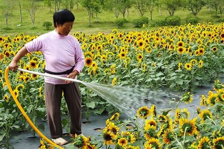 盆栽矮生向日葵花期怎么施肥