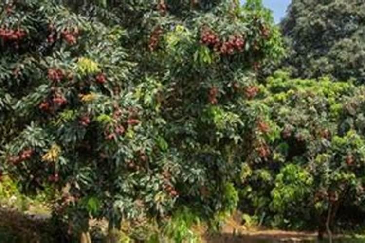 怎样根据荔枝需肥特点进行施肥？