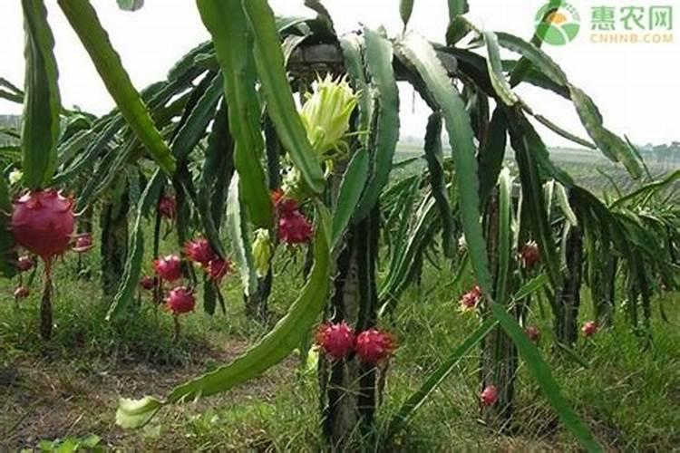 相同浓度的NH4CL与NH4HSO4,铵根浓度哪个大？为什么？