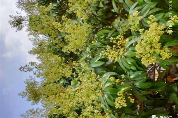 怎样防止妃子笑爆花