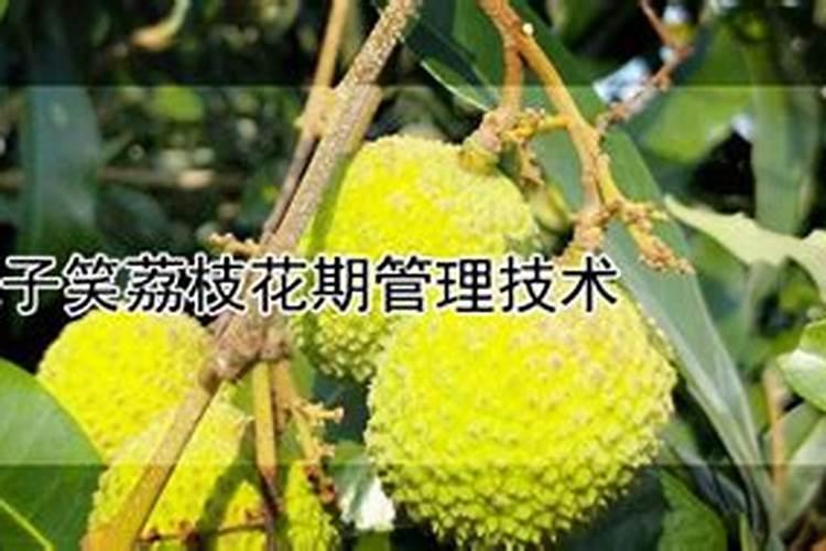 妃子笑荔枝花期的管理技术是什么？