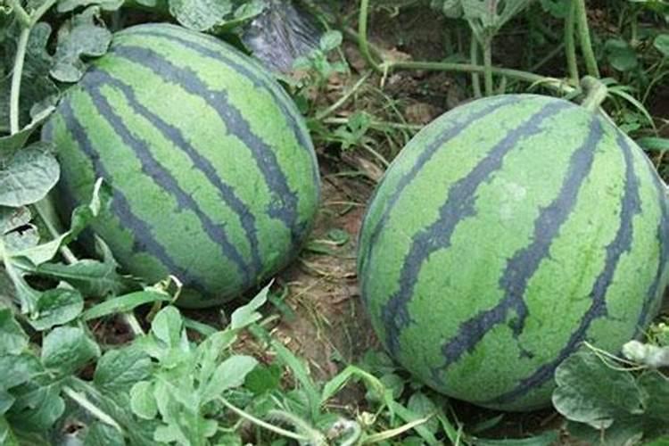 黄豆发酵后是磷钾肥吗