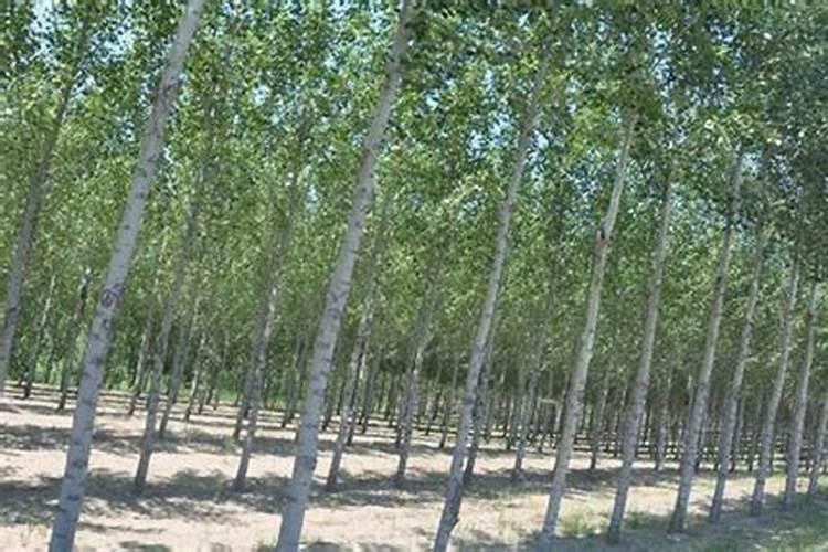 杨树黄粉病用什么药