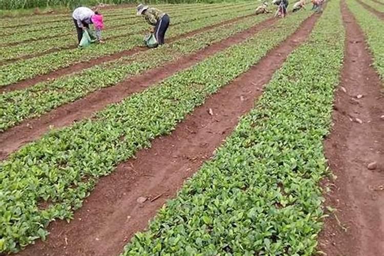 蔬菜叶面肥可以给苍术施肥吗？