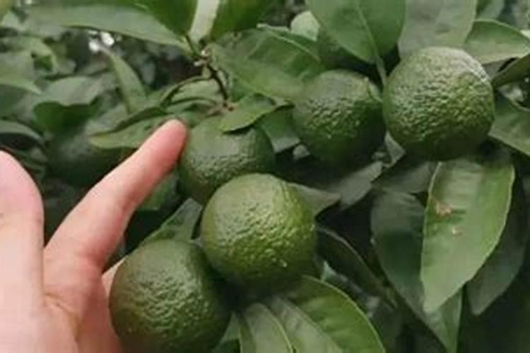 3月底柑橘“保花保果”正当时,钙元素少不了!