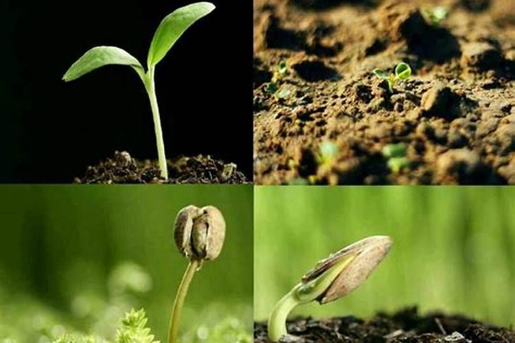 湿花生碰到下雨天发芽了怎么办？