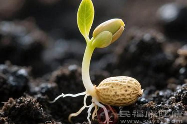 花生浇完水用上肥料吗