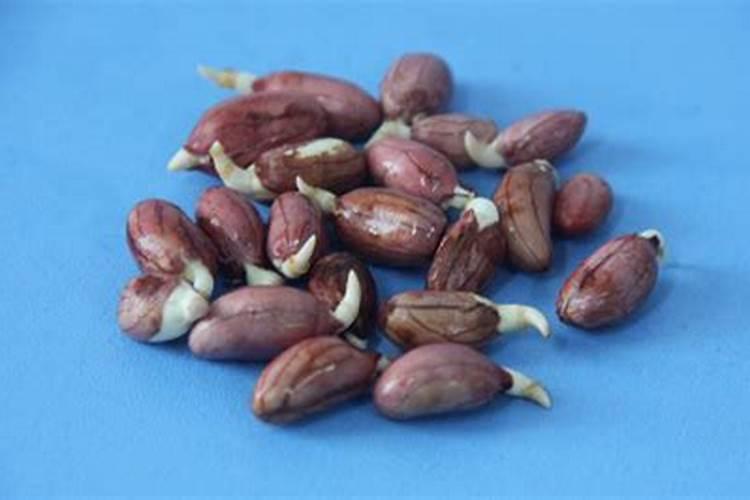 花生受药害打一喷绿叶面肥行不行