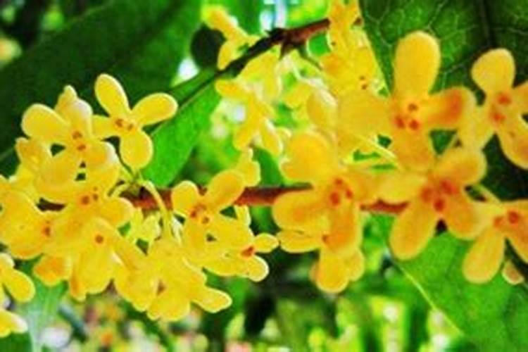 如何给桂花树施肥