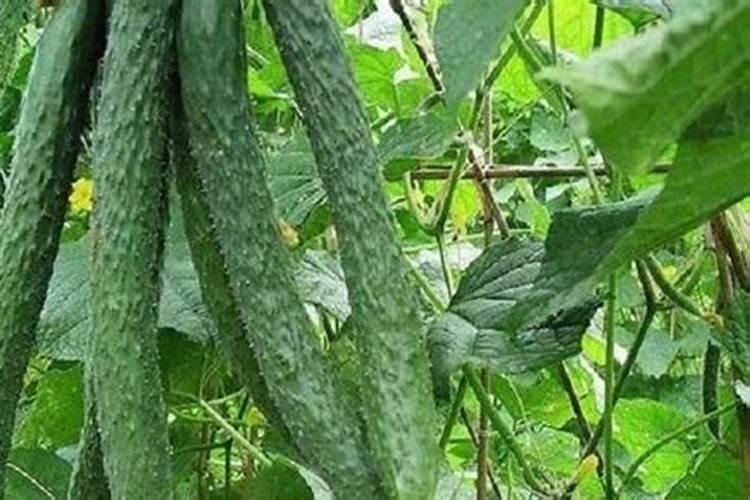 秋黄瓜施肥方法与浇水技巧