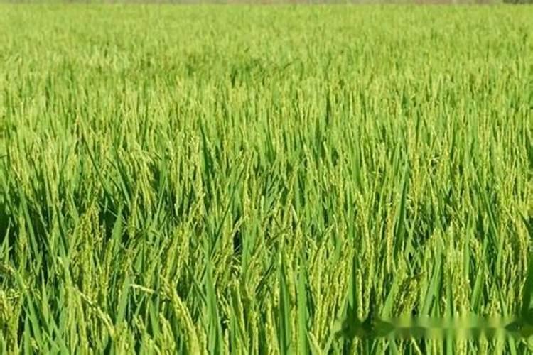 钾肥是什么肥料 植物缺少钾肥会怎么样