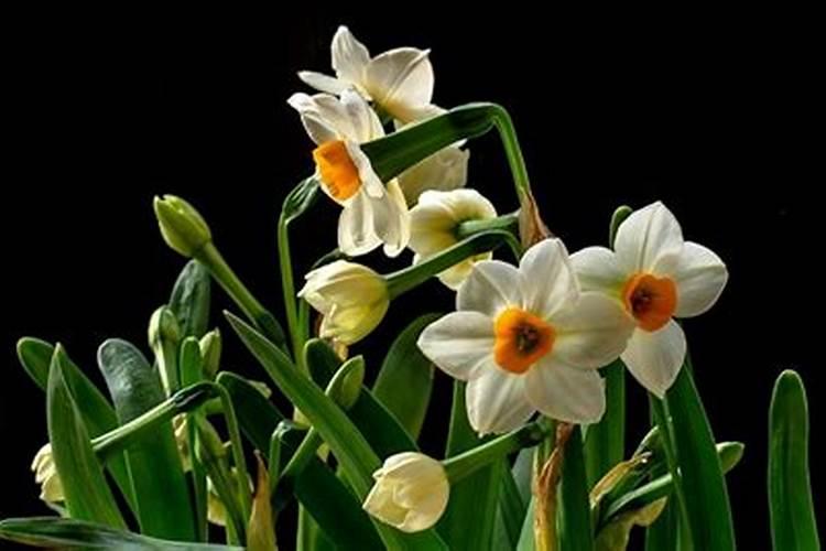 怎样养水仙花会多开花