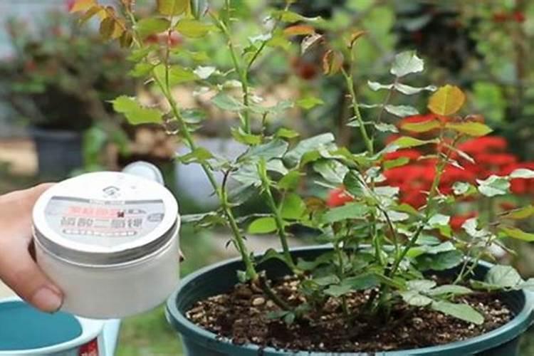 春天种植的月季怎么浇水施肥