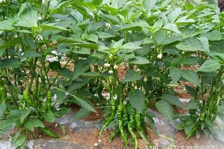 小辣椒用什么肥料最好