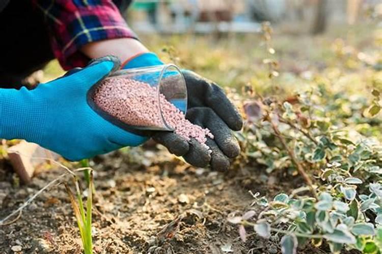 油菜用哪种复合肥最好