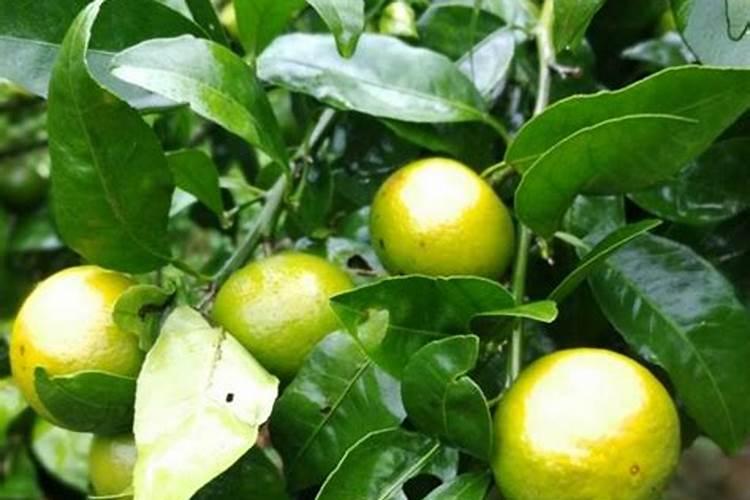 沙糖桔什么时候用钾肥