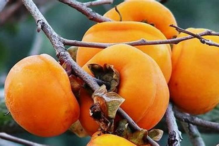 柿子结口怎么办