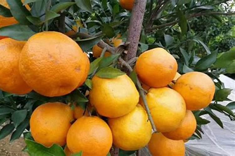 耙耙柑施什么有机肥怎么施肥