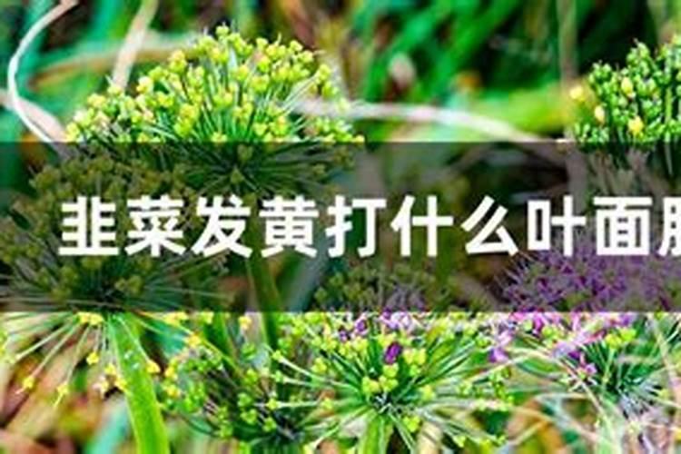 韭菜专用高产叶面肥什么时候用？韭菜黄叶死苗怎么解决？