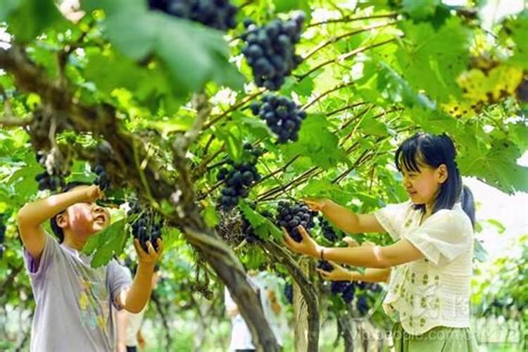 葡萄着色好用哪款水溶肥？大量元素水溶肥葡萄着色专用水溶肥