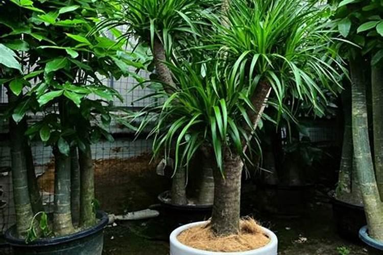 龙须树叶子苦黄用什么肥料？